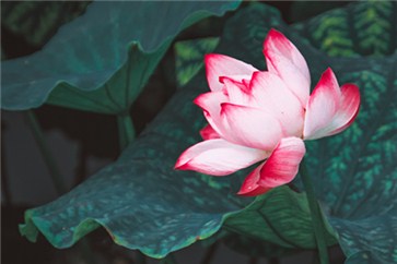 2018年cpa考什么？考哪幾門科目？