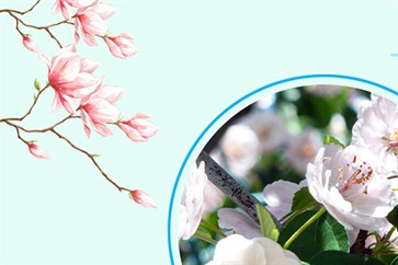 注冊(cè)會(huì)計(jì)師報(bào)名條件是什么？接下來的幾個(gè)月如何復(fù)習(xí)？