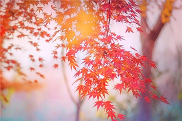 備考注冊會計師復習時間不充足了？該如何取舍？