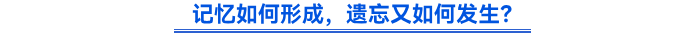 記憶如何形成，遺忘又如何發(fā)生？